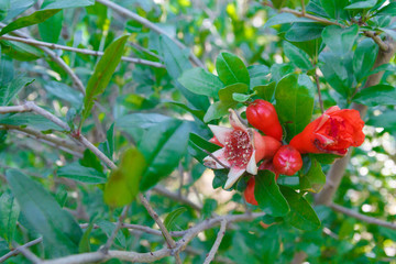 Pomegranate begins to ripen in summer in the garden