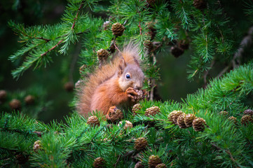 The squirrel feeds calmly high in the trees