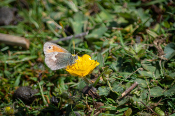 The tiny butterfly on a tiny flower