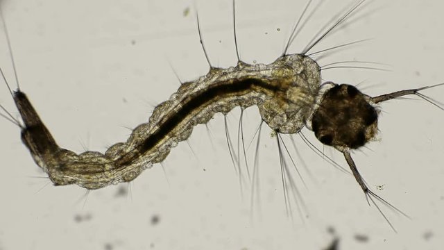 larva of a mosquito under a microscope