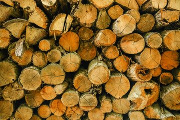 Texture of tree wood logs as abstract natural background
