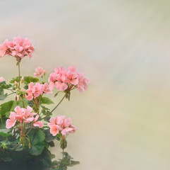 Fototapeta na wymiar Flowering pelargonium for summer background