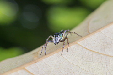 A jumping spider in nature background.macro spider,eyes focus.