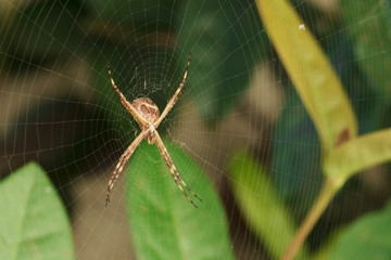 Spider garden-spider. Macro photo of garden spider on spider web over natural background in Brazil