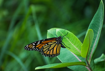 Single Orange Butterfly in Green Leaf