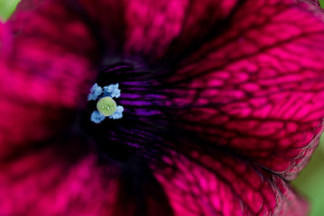 Red Hibiscus Flower Macro with Colorful Stamen