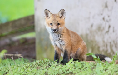 Red fox kit