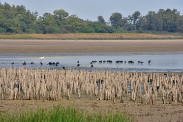 Fototapeta na wymiar Aves en el lago