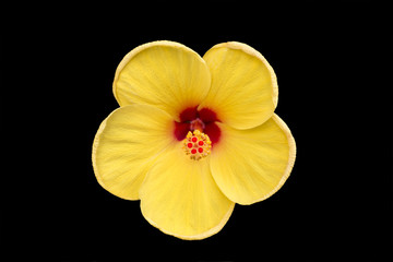 beautiful yellow red flower isolated black background
