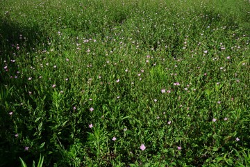 Pink evening primrose