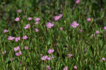 Pink evening primrose