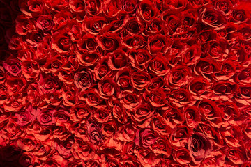 wall of manmade red  flower rosesbunched together
