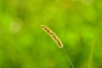 光を浴びて輝くエノコログサ