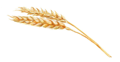 watercolor illustration of wheat spike, hand drawing