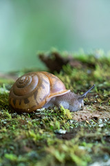 Snail on a mossy log