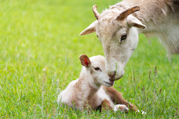 Mother and her lamb © Brooks