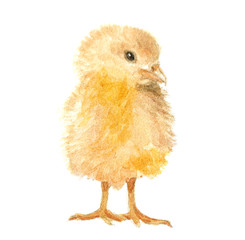 watercolor illustration of poultry chicken in the village, isolated drawing by hand © Ardea-studio