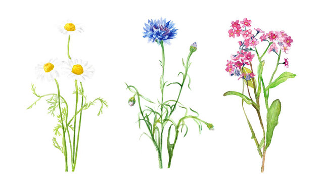 watercolor illustration of wildflowers, chamomile and cornflower, delicate isolated drawing from the hands of meadow plants