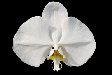 Fototapeta na wymiar one white orchid blossom on black background