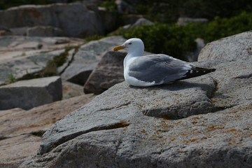 Seagull