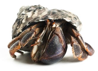 Hermit crab waling crawing on white background, with adopted rough textured shell. 