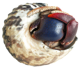 hermit crab on white, hiding in its home, sea snail's shell, won't come out, scared, protection mood, safety 