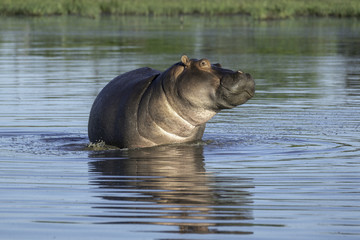 Naklejka premium Hippo swimming in a pond