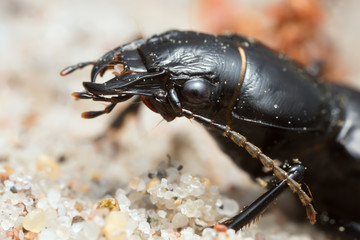 Macro photo of the ground beetle Broscus cephalotes on sand
