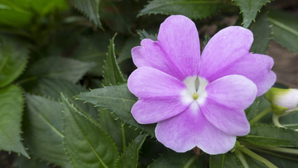 one pink flower on leafy green background