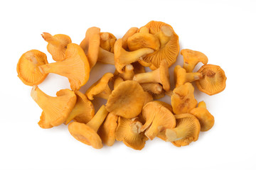 Small hill of pure chanterelle mushrooms isolated on white background