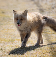 Red Fox