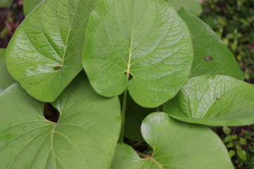 Lilly Pads