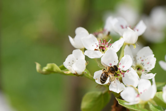 A bee collects nectar from the flowers of Apple trees