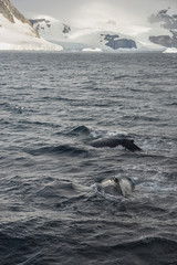 Fototapeta premium Humpbacks in Antarctica [DSLR 2043]