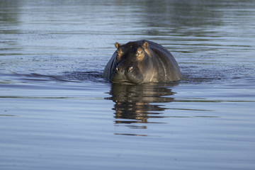Hippo (hippopotamus) swimming in a pond in the Okavango Delta in Botswana