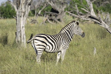 A zebra stands in the tall grassess of the Botswana savanna