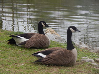 Nature Abounds