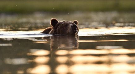 Bear swims after sunset