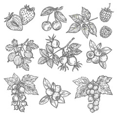 Sketches of garden and wild berries