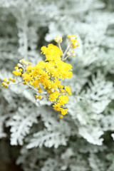 シロタエギクの花