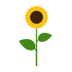 Sun flower illustration. Vector.