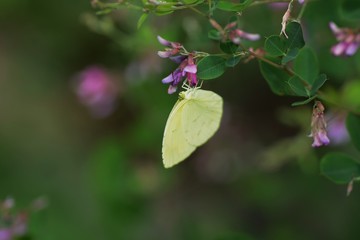 Yellow butterfly / Common grass yellow
