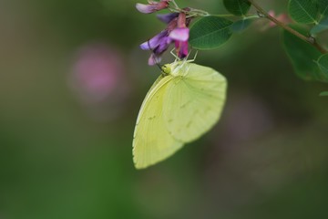 Yellow butterfly / Common grass yellow