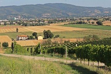 Fototapeta premium Viñetos en el atardecer