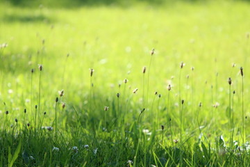 sunlit grass summer background