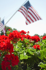 Geraniums