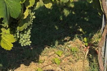 Viñetos en el atardecer