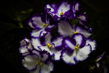 Flores de violeta