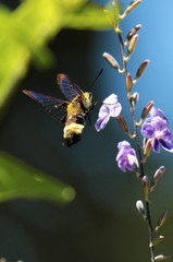 HUMMINGBIRD MOTH
