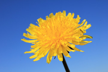 yellow dandelions against a clear blue sky